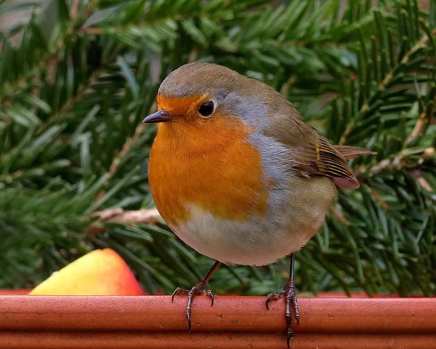 robin-bird-songbird-garden-winter