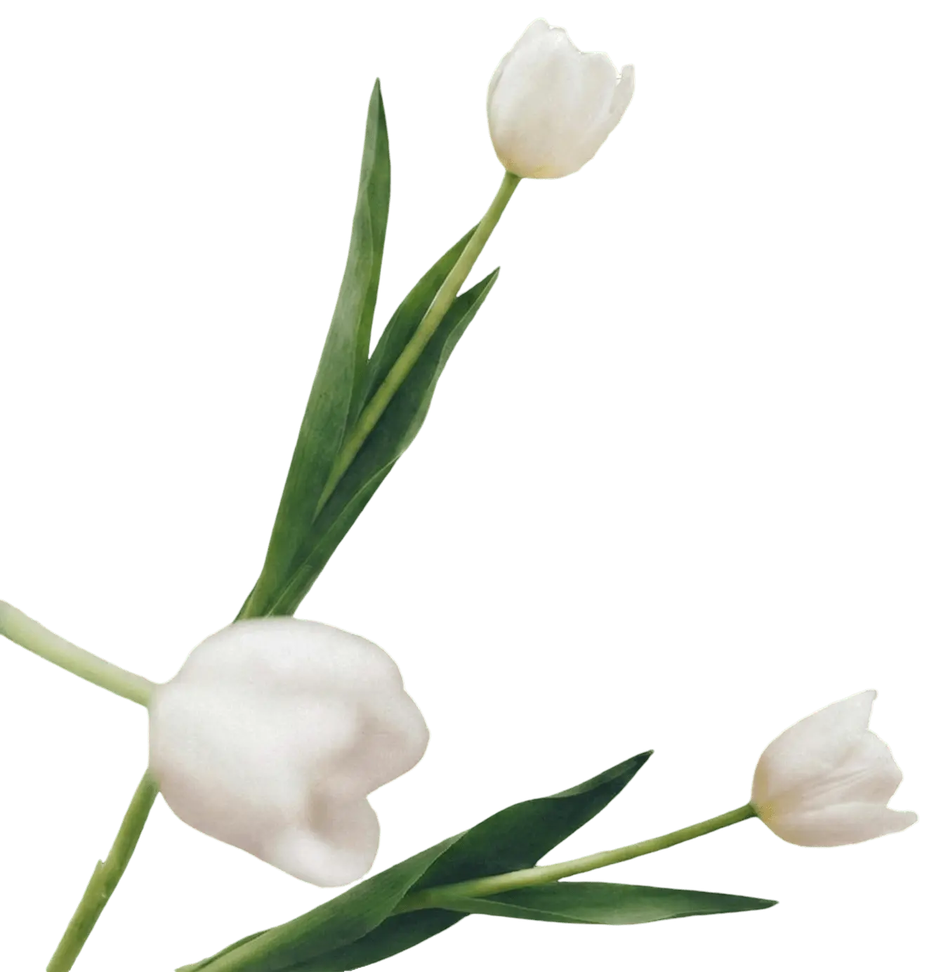 Decorative flowers