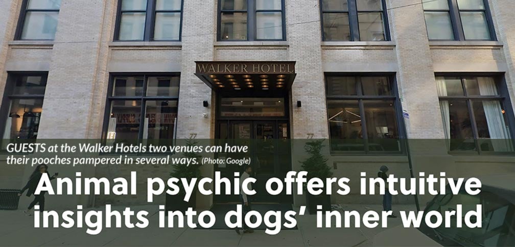 hotel doggos